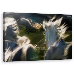 Tablou Canvas - Esata Equina, Cal, Galop, Actiune, Lumina, 50 x 80 cm