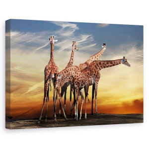 Tablou canvas - Fara titlu, Flori, Apus De Soare, Nori, Safari, 60 x 90 cm