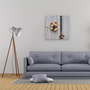 Tablou canvas - Fereastra Lui Benji, Caine, Gard, Fereastra, 60 x 60 cm - Img 2