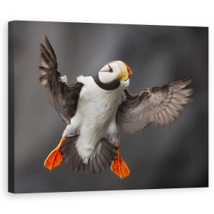 Tablou canvas - Flapsurile Complete, Puffin, Salbatic, Natura, 60 x 75 cm