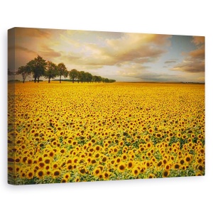Tablou canvas - Floarea soarelui, Peisaj, 60 x 90 cm