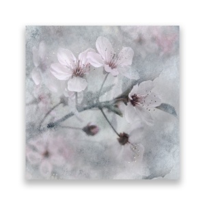 Tablou Canvas - Floral, Flori de cires, Roz, 60 x 60 cm