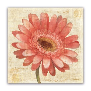 Tablou Canvas - Floral, Gerbera, Roz, 60 x 60 cm