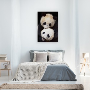 Tablou canvas - Frati, Panda, Ursi Panda, Animal, Dragut, Blana, 40 x 60 cm - Img 3
