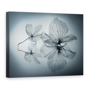 Tablou canvas - Frumusete Efemera, Delicata, Eleganta, Efemer, Hortensie, Linie, 50 x 70 cm