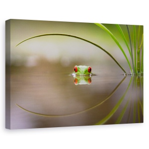 Tablou canvas - Frumusetea reflectiei, Nature, Broasca, Dragut, Curiozitate, 60 x 90 cm