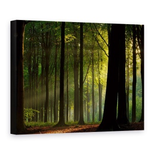 Tablou canvas - Inainte De Cadere, Padure, Ray, Copaci, Vara, Peisaj, 75 x 100 cm