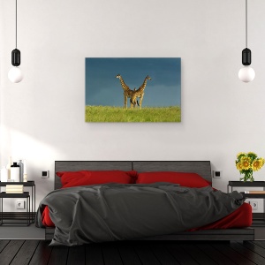 Tablou canvas - Intre Cele Doua, Girafa, Pozeaza, Gat, Safari, Salbatic, 80 x 120 cm - Img 3