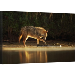 Tablou canvas - Joc de Dimineata, Natura, Animal, Salbatic, Fauna, sacal, Lup, 50 x 80 cm