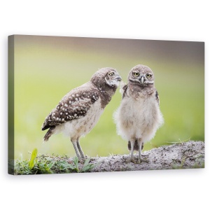 Tablou canvas - Lasa-Ma In Pace, Bufnita, Pasare, Natura, 50 x 80 cm