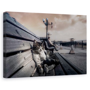 Tablou canvas - Lenes, Lusgard, Pisica, Istanbul, Strada, Pet, 60 x 90 cm