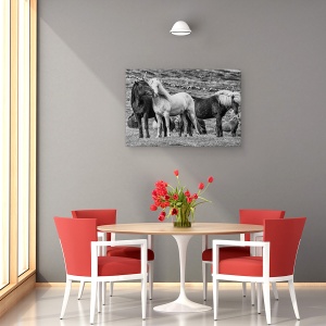 Tablou canvas - Moment, Islanda, Animale, Cai, Westfjords, Cal, 80 x 120 cm - Img 3