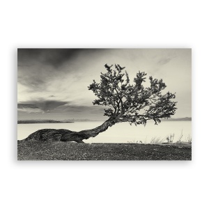 Tablou Canvas - Natura, Copac, Monochrom, 60 x 90 cm