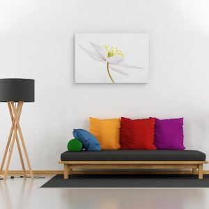 Tablou canvas - Nemorosa, Punct, Floare, Macro, Natura Moarta, 40 x 60 cm - Img 2