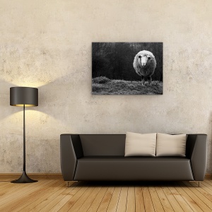Tablou canvas - Oaie Singuratica, Animal, Alb-Negru, Camp, Blana, 50 x 70 cm - Img 2