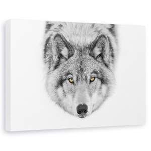 Tablou canvas - Ochii Galbeni - Timber Wolf, Lup, Blana, Pradator, Canada, 60 x 90 cm