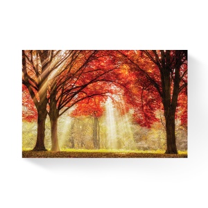 Tablou Canvas - Padure, Copaci, Soare, Lumina, Liniste, Frunze, Toamna, 60 x 90 cm