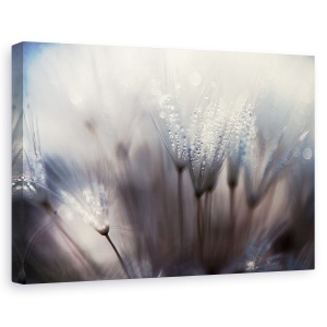 Tablou canvas - Padurea, Papadie, Picatura, Roua, Macro, Abstract, 60 x 90 cm