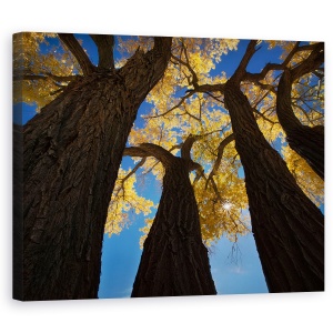 Tablou canvas - Paduri De Bumbac, Zion, Utah, Us, Copaci, Parcul National Zion, 60 x 75 cm