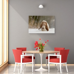 Tablou canvas - Pas Cu Pas, Caine, Pet, Zapada, Ninge, Iarna, 60 x 90 cm - Img 4