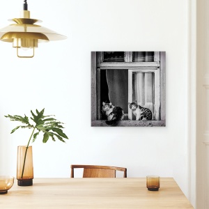 Tablou canvas - Pereche, Pisici, Pereche, Duo, Cuplu, 60 x 60 cm - Img 4