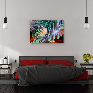 Tablou canvas - Pestele clovn, Animal, Recif, Natura, Salbatice, 60 x 90 cm - Img 3