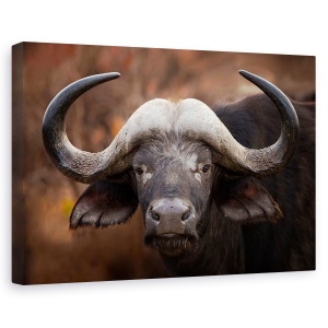 Tablou canvas - Portret De Bivol, Africa, Animal, Big, Botswana, Buffalo, 40 x 60 cm