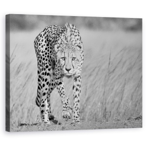 Tablou canvas - Predator Concentrat, Ghepard, Tulpina, Africa, Safari, Alb-Negru, 60 x 75 cm