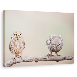 Tablou canvas - Puiul Curios, Bufnita, Dragut, Pasari, Ramura, Ochi, 60 x 90 cm