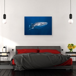 Tablou canvas - Rechin, Balena, Sub Apa, Peste, Madagascar, 40 x 60 cm - Img 3
