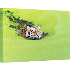 Tablou canvas - Relaxare, Tigru, Inot, Alge, Relaxare, Animal, Baie, 60 x 90 cm