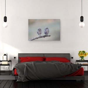 Tablou canvas - Salbatic, Dragut, Salbatic, Bufnita, Pasare, Natura, 40 x 60 cm - Img 3