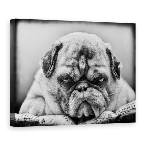 Tablou Canvas - Seful, Animal, Alb-Negru, Bulldog, Caine, 60 x 80 cm