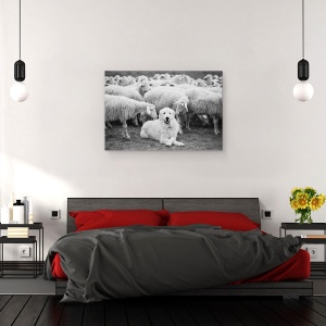 Tablou canvas - Seful, Caine, Caine , Oi, Vite, Animale, 60 x 90 cm - Img 3
