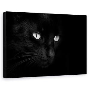 Tablou canvas - Sfantul Spithas, Pisica, Studio, Intuneric, Focusare, 80 x 120 cm