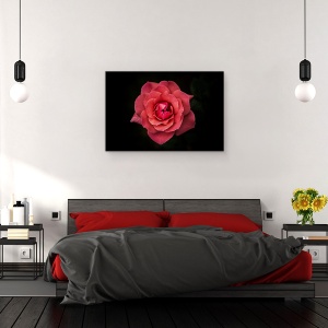 Tablou canvas - Simplitatea Este Frumusete, Trandafir, Floare, Rosu, Negru, Petale, 40 x 60 cm - Img 3