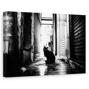Tablou canvas - Strada Nr. 10, Pisica, Strada, Animal, 60 x 90 cm