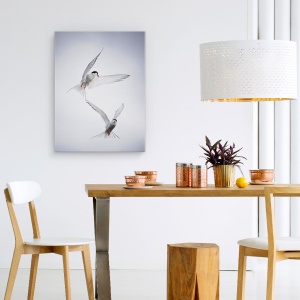 Tablou canvas - Tango Arctic, Arctic, Tern, Dansand, Cer, Pene, 75 x 100 cm - Img 4