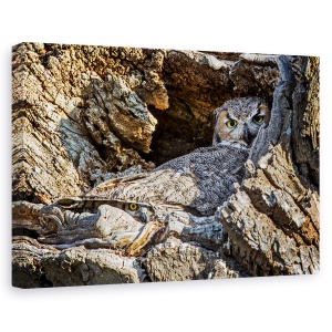 Tablou canvas - Timid, Natura, Salbatic, Animal, Bufnita, Salbatic, 60 x 90 cm