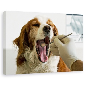 Tablou canvas - Timpuri Moderne, Caine, Dentist, Umor, Umor, Animal, 60 x 90 cm