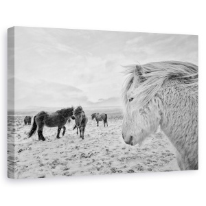 Tablou canvas - Tipi Duri, Cai, Iarna, Zapada, Islanda, Cal, 60 x 90 cm