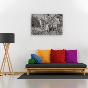 Tablou canvas - Trei Pisici, Natura, Salbatic, Animal, Ghepard, 60 x 90 cm - Img 2