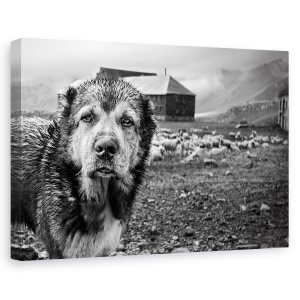 Tablou canvas - Turma Gasca Mea, Stare De Spirit, Caine, Animal, Alb-Negru, 60 x 90 cm