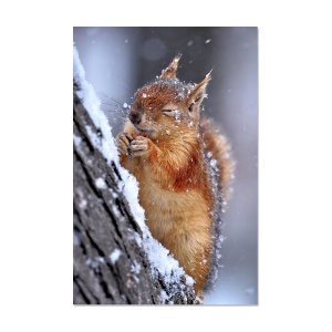 Tablou Canvas - Veverita, Animal, Natura 60 x 90 cm - Img 1