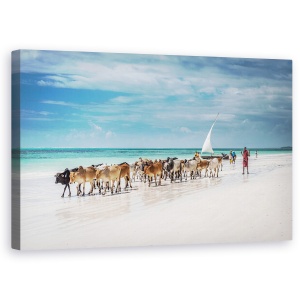 Tablou canvas - Vitele Masai Pe Plaja Zanzibar, Peisaj, Vite, 50 x 80 cm