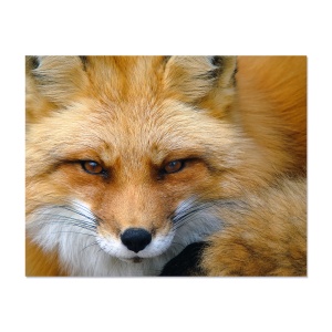 Tablou Canvas - Vulpe, Animal, 80 x 100 cm