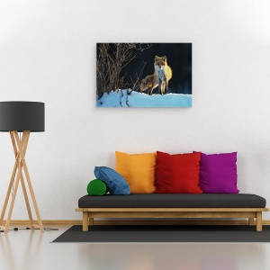 Tablou canvas - Vulpe Rosie, Japonia, Hokkaido, Iarna, Vulpe, Vulpe Rosie, 60 x 90 cm - Img 2