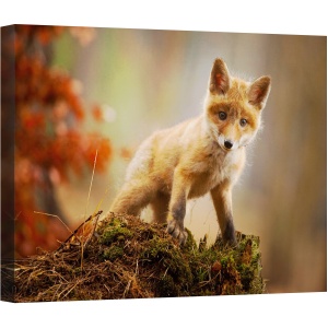 Tablou canvas - Vulpe, Vulpe, Bebe, Dragut, Animal, 50 x 70 cm