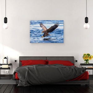 Tablou canvas - Vultur Cu Coada Alba, Aterizare, Teren, Scufundare, 60 x 90 cm - Img 3