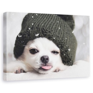Tablou canvas - Yah-Boo, Caine, Chihuahua, Pet, Animal, Limba, 40 x 60 cm